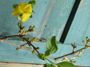 forsythia2
